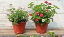 地底蚁人最新爆料消息视频,神秘地下世界大揭秘！