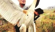 鸡鸣白鹤最新爆料,娱乐圈最新爆料大起底