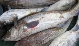 鳕鱼最新爆料图片及价格,价格波动引关注！”