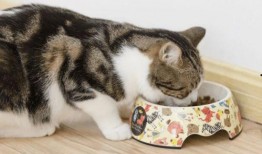 猫咪冠军爆料视频大全最新,揭秘视频大全背后的精彩瞬间